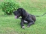 Canis Meus Par Excellence