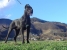 Ch. Ares (Rocco)