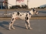 Canis Meus Peppermint