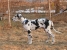 Canis Meus Peppermint