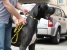 Canis Meus Par Excellence