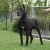 Ch. Ares (Rocco)