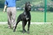 Ch. Ares (Rocco)