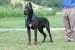 Ch. Ares (Rocco)
