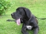 Canis Meus Par Excellence