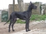 Havana From long neck