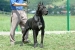 Ch. Ares (Rocco)