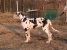 Canis Meus Peppermint