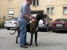 Canis Meus Par Excellence