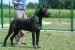 Ch. Ares (Rocco)