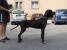 Canis Meus Par Excellence